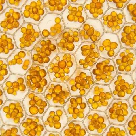 Curcumin