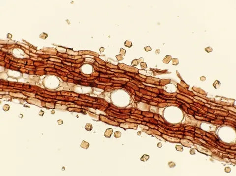 Enzogenol® pine bark